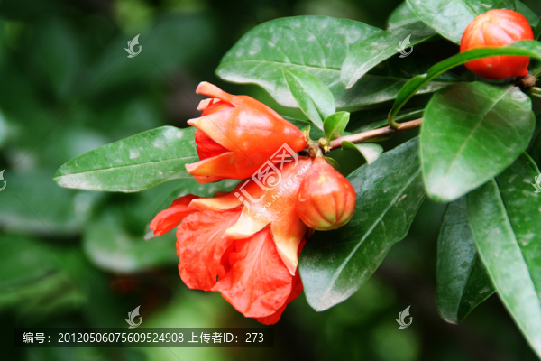 石榴花