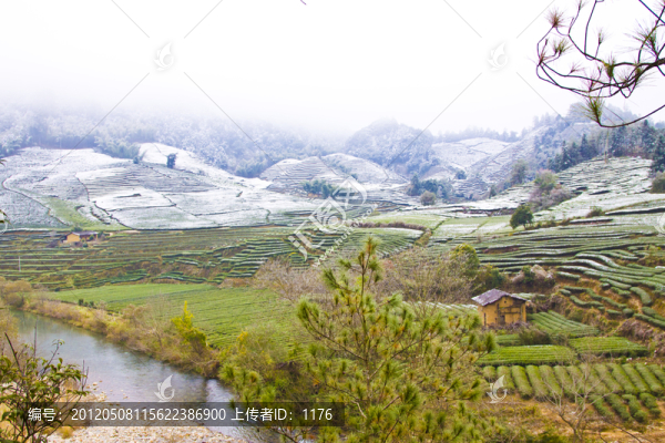 田野