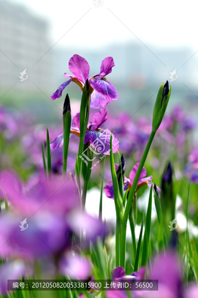 馬蓮花