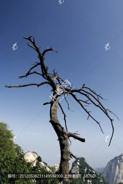 華山,枯死的老樹