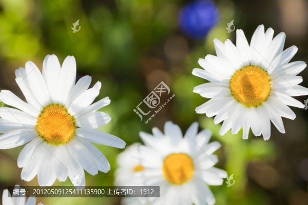 小花