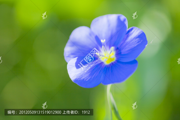 小花
