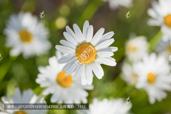 小花