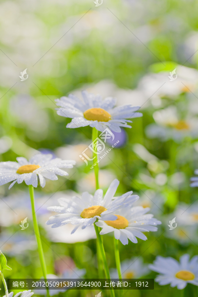 小花