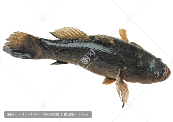 筍殼魚(yú)