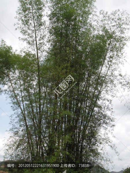 竹報(bào)平安