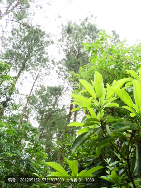 樹林,松樹,灌木