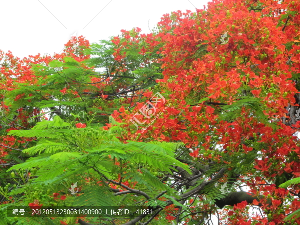 紅花,綠葉