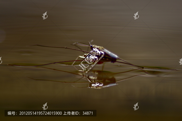 水上交配的昆蟲(chóng)
