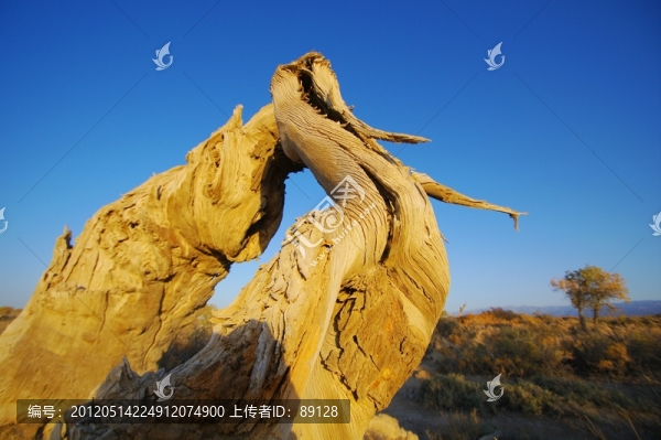 胡楊