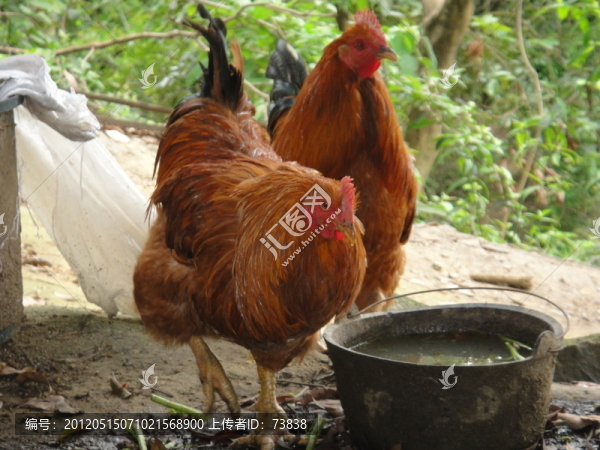 小雞