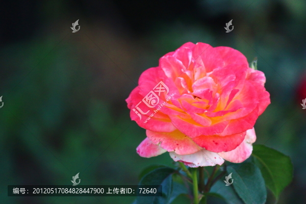 月季花