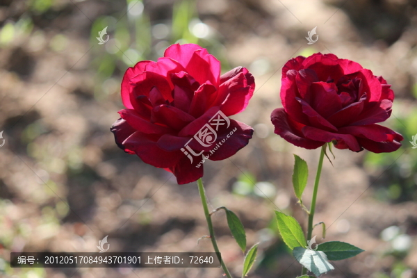 月季花