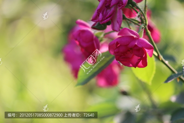 月季花