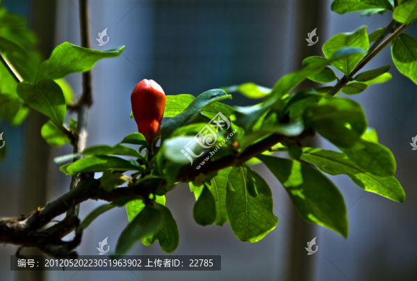 一點(diǎn)紅