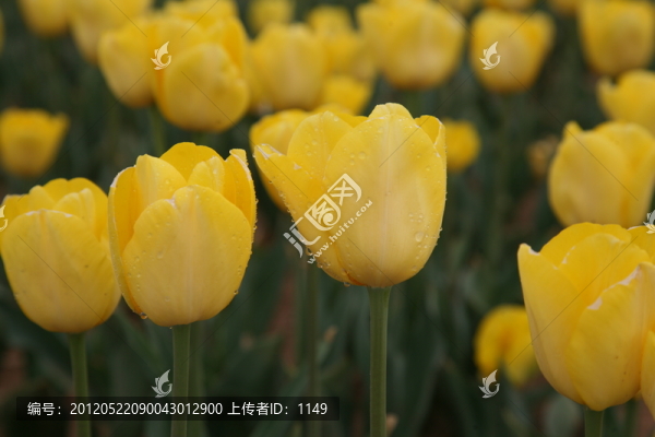 郁金香