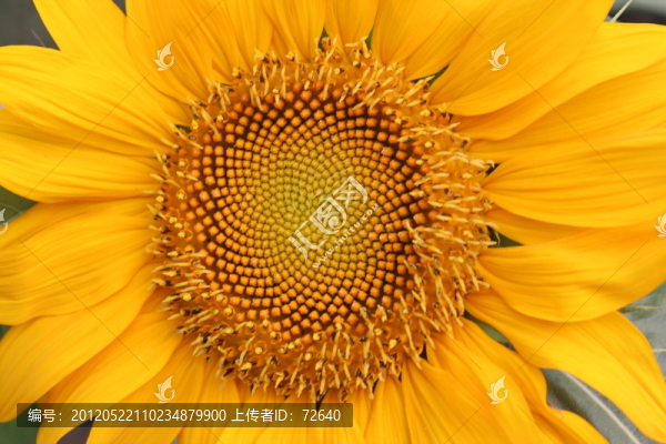 向日葵