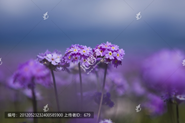 紫色花花