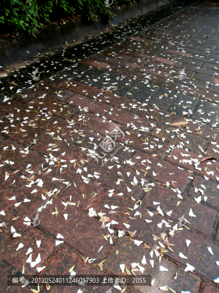 滿地的花瓣