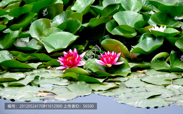 睡蓮