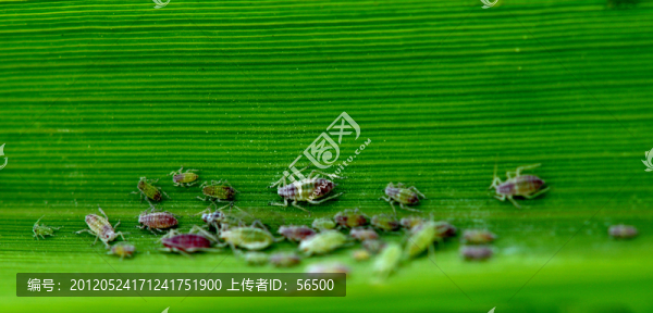 蟲(chóng)子