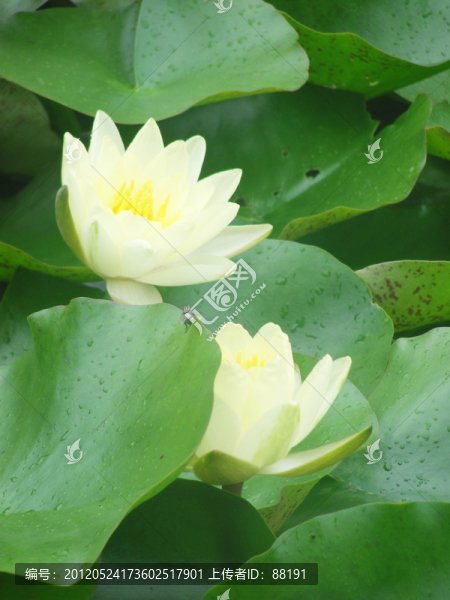 蓮花