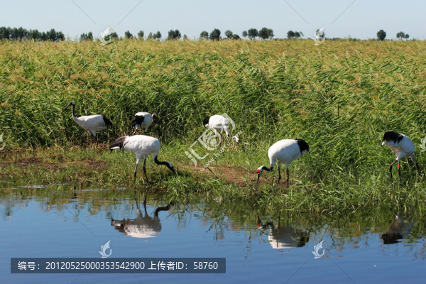 扎龍自然保護(hù)區(qū)