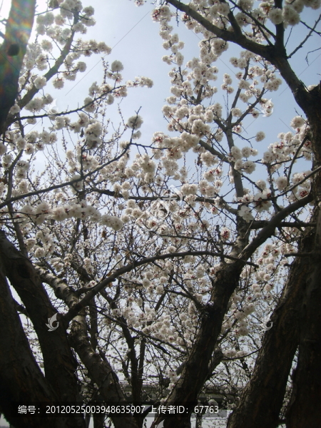 千樹萬(wàn)樹杏花開