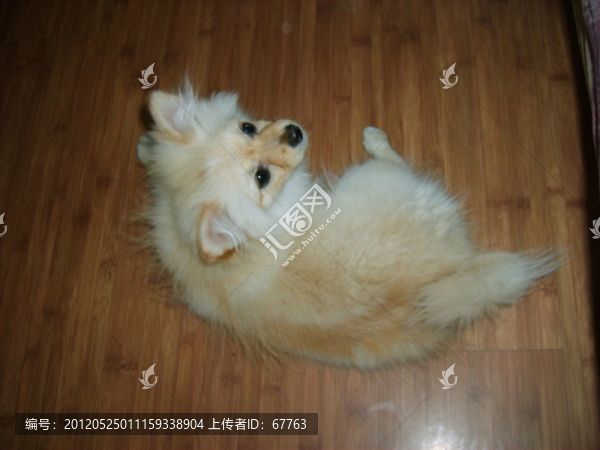 小狗