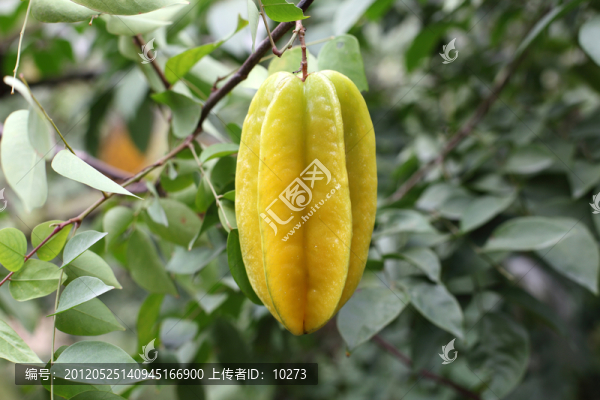 楊桃