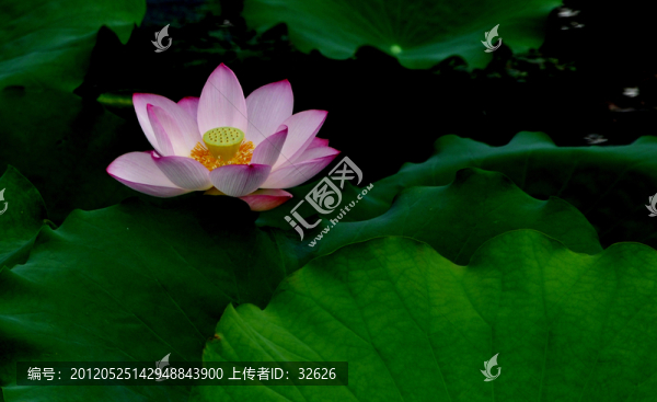 荷花與荷葉