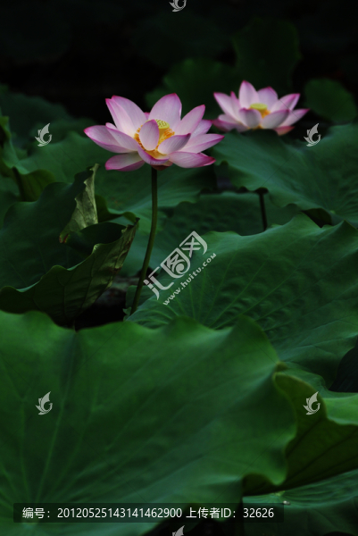 荷花與荷葉