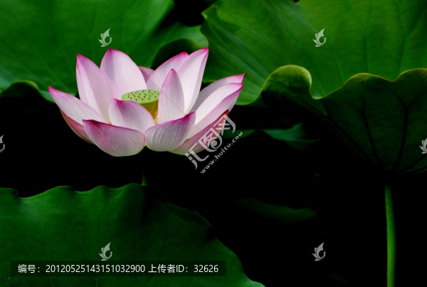 荷花與荷葉