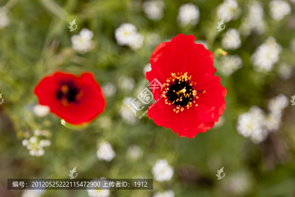 天山紅花
