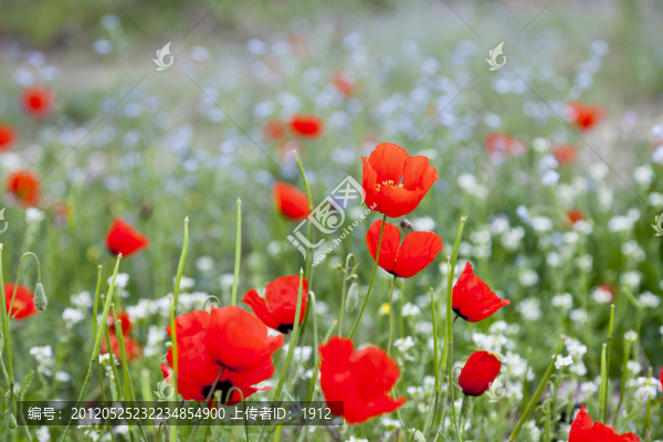 天山紅花