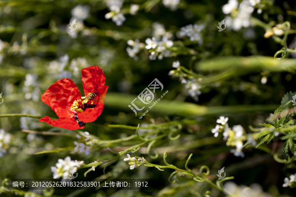 天山紅花