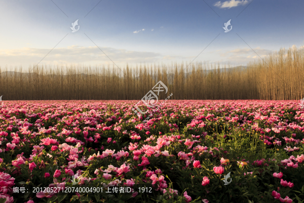 芍藥花