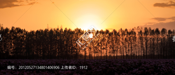 夕陽