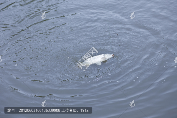 釣魚