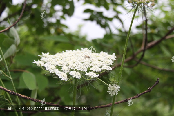 花草