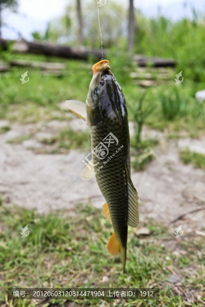 釣魚