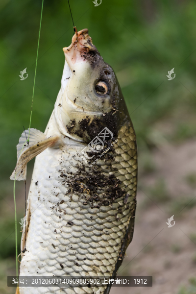 鯉魚(yú)