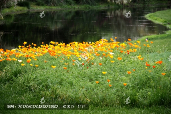 黃花