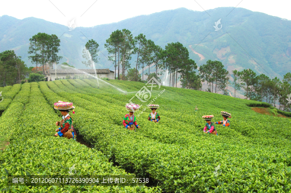 采茶