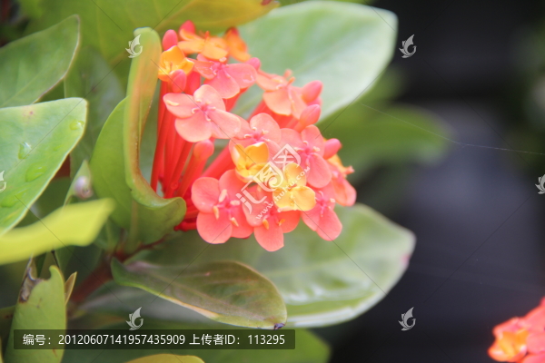 龍船花