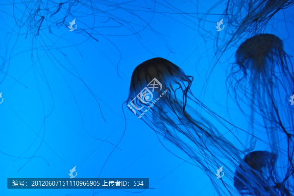 長須水母