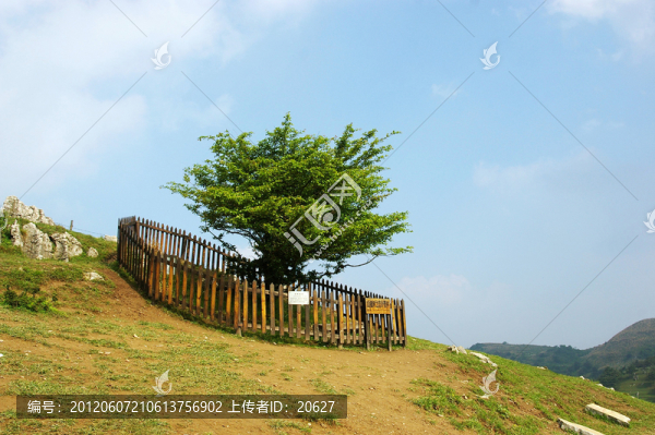 百里荒山楂樹文化園