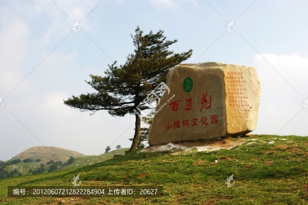 百里荒山楂樹文化園