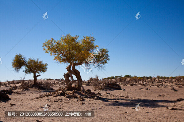 沙漠胡楊樹