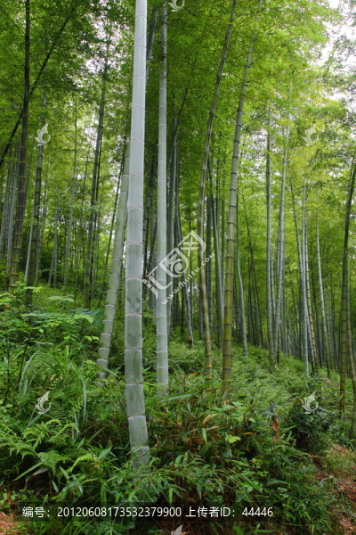 竹林